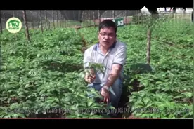 三七新鲜植株长什么样？带您看看