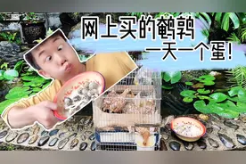 万能的某宝上网购了4只鹌鹑；养阳台上一天几个蛋；新鲜又有营养视频封面