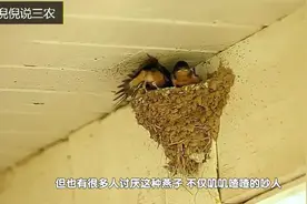 在农村屋檐下的燕子窝，一定不要拆掉和扔掉，留下来有很大的用处