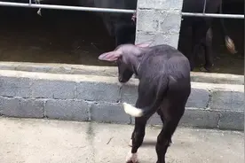 四蹄白的尼里拉菲小水牛，这种小牛一出生就值5000.