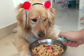 金毛:我过生日就给我吃剩饭？幸亏跑得快，不然成烤乳狗了！视频封面