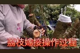 荔枝嫁接的最佳时间3-4月，9-10月也可以，注意防蚂蚁，放导水枝
