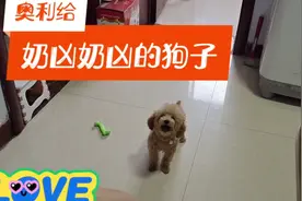 收养的小奶狗接受耐心训练，训练中跟主人对着吵比主人还凶。视频封面