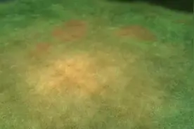 熊出没：李老板给光头强买了新机器，熊大熊二不是他的对手！视频封面
