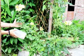 月季爆花，就给它上点“荤”，但是有利也有弊视频封面