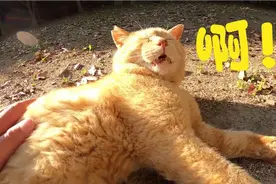 你知道吗？被撸舒服的野生胖橘猫会发出有规律的“啊嗷呜”叫声～视频封面