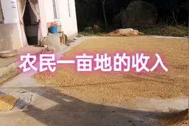 安徽农村，农民种田一年收入到底有多少？今天我终于知道了