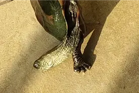 乌龟能否翻身呢，看完这个视频就懂了