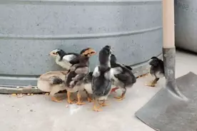 小斗鸡怎么分公母视频封面