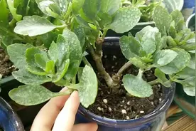 发现长寿花根系腐烂了怎么办，用这种方法补救，成活了视频封面