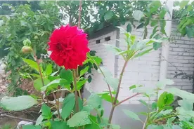 实拍政府给精准扶贫户盖的五间大平房，国家对农民真的好！视频封面