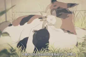 想养一只猫，至少孤独时还有他可以陪