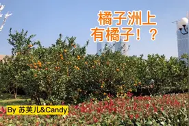 橘子洲上有橘子！？柑橘家族的混乱关系视频封面
