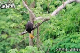 用手机拍摄野生动物你也可以！想学就关注鸟哥！