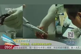 小龙虾里面到底有没有寄生虫呢？现场实验检测，结果却让人意外视频封面