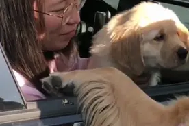 小狗狗被人抱走了，狗妈妈追出去那一刻很是感人，看的都感动了！视频封面