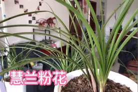 养兰花你选对了吗？惠兰品种就有十多种，希望你不要选错。视频封面