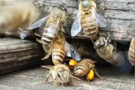 国家保护蜂种中华蜜蜂《土蜂》。视频封面