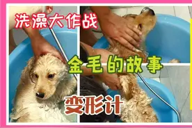 金毛第一次洗澡，胖子变瘦子，洗澡变搓澡！搞笑😂😂