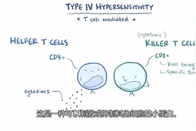 CD8与CD4分子在免疫过程中扮演的不同角色