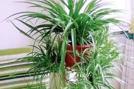 家里到底能不能放吊兰？我也是刚知道，很多人做错，快叮嘱身边人视频封面