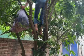 吃剩下的黄皮果这样做可以长时间保存，关键是对化痰止咳特别管用视频封面