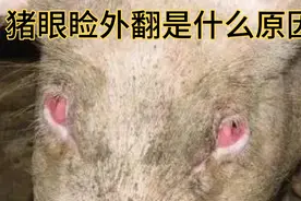 猪眼发红肿胀的发病原因，要不要治疗？视频封面