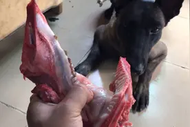 猪牙和狗牙哪个硬？它能把猪牙咬爆连根拔出，大家一定要规范养狗视频封面