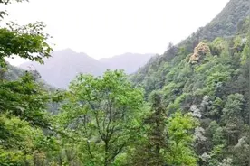 湖南省安化县，1072年置县，中国竹子之乡且黑茶驰名中外