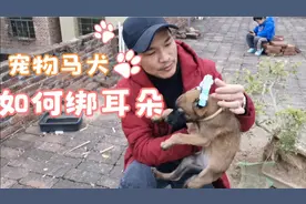 很多粉丝说小平犬耳朵立不起，今天我帮它绑一下耳