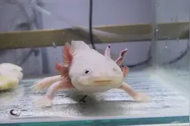 白里透红的六角恐龙吃红虫，太香了一口一个，吃到爆浆！