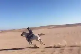 沙漠中骑马飞奔，速度有多快？