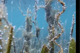 小伙用iPhone水下拍摄杭州太子湾，结果悲剧了，要戴耳机看视频封面