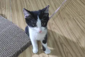 给大家看看三个月的小奶猫，像个小孩子一样可爱。