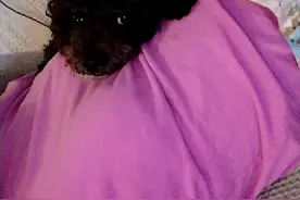 狗子肠胃不好，可以吃蛋白粉？视频封面