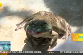 稀奇！菜市场买来的牛蛙，竟会学猫叫，周围领居直呼头回见