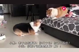 网红夫妻狗狗吵架，太搞笑了！欢喜冤家呀视频封面