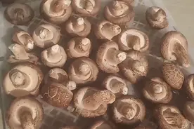 大家看看这样把新鲜湿香菇晒成干的香菇可以吗？视频封面