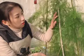 种一次吃十年的芦笋，冬季修剪好施足肥，来年春季等丰收视频封面