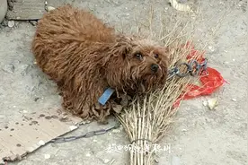 咬人的泰迪被打怕了，压住扫帚吓的发抖，可怜又可笑视频封面