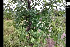 枣树的夏季修剪技术分享，需要的可以一起来了解一下！视频封面