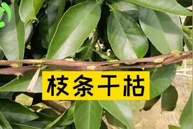 柑橘枝条突然枯萎，小心这两个虫视频封面