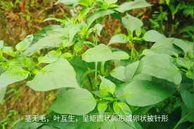家里辣椒吃了，辣椒叶千万别扔，有好多用处，一起去看看！视频封面