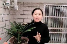 没买君子兰专用肥，自己沤制的君子兰肥水，简单易得好用视频封面