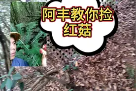 阿丰教你捡红菇视频封面