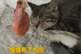 测试熟睡的猫咪，闻到大虾迅速惊醒，表情可爱至极
