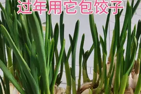 教你在家“生蒜苗”，不用土不用肥，一个盘子一点水，7天就能吃视频封面