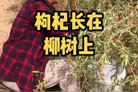 枸杞长在柳树上#太康华哥团队 #采枸杞 #农民工 #新农人计划2021 @太康华哥视频封面