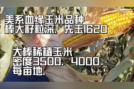 美系血缘玉米品种，棒大籽粒深，24公分，密度3500，4000株每亩。