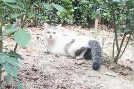 猫咪在开饭前、开饭中、开饭后的时候